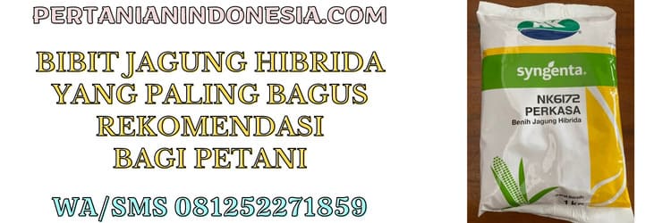 bibit,bibit jagung,opt,tanaman jagung,bibit jagung hibrida